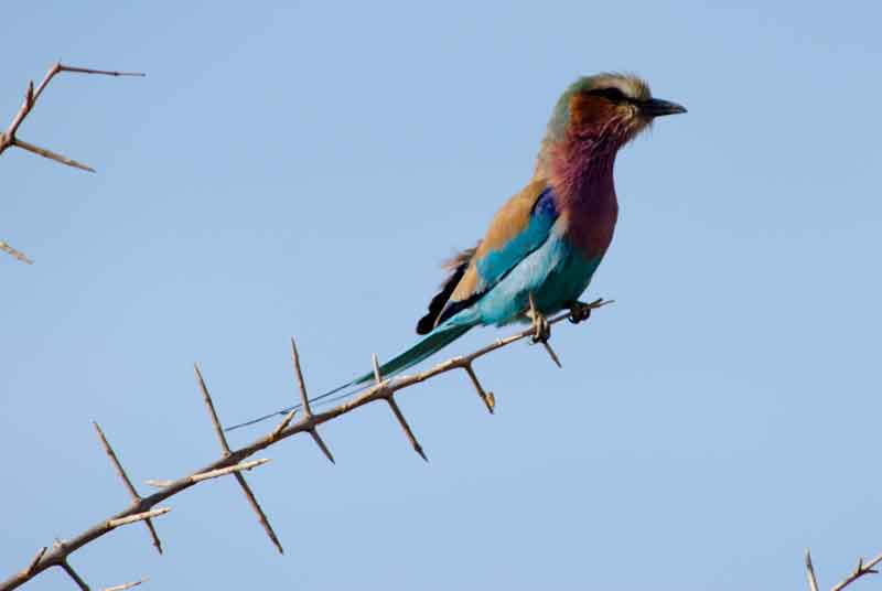 Carrack Lilac Brested - reserva de animales Mahango - Namibia 1.jpg